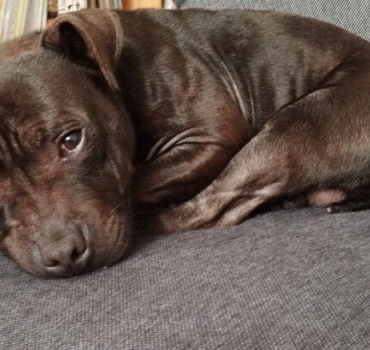 Sauvetage du petit chien