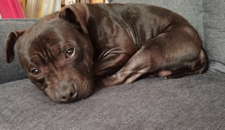 Sauvetage du petit chien