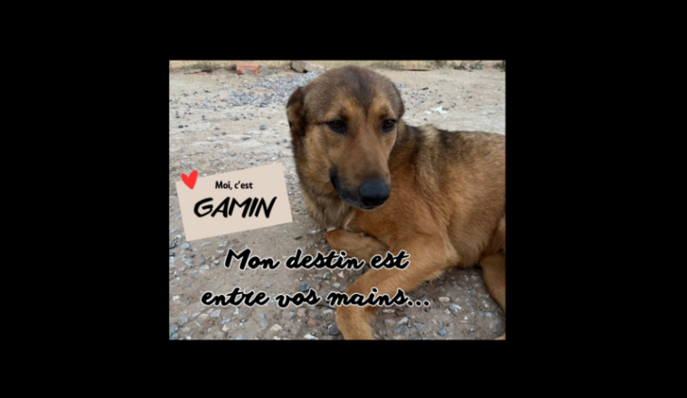 Rapatriement de GAMIN en famille d'accueil