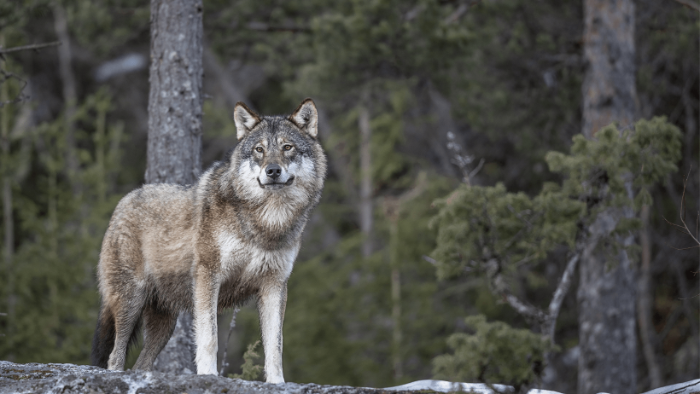 Image justificative de la cagnotte