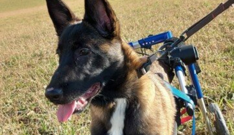 Laska lance un SOS pour un petit coup de pouce !