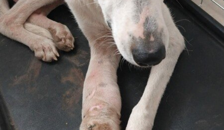 Facture chien Rocky