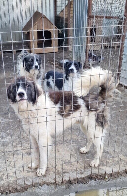 SOS URGENCE CROQUETTES REFUGE LUPY ORASTIE