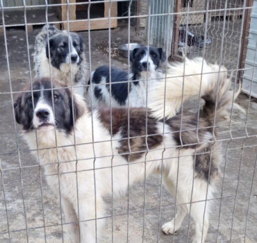SOS URGENCE CROQUETTES REFUGE LUPY ORASTIE