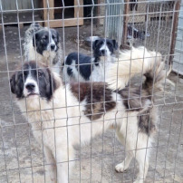 SOS URGENCE CROQUETTES REFUGE LUPY ORASTIE