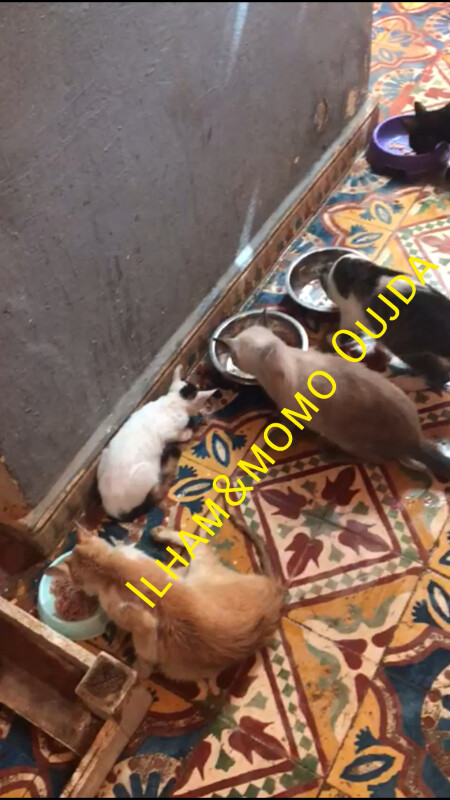 Image justificative de la cagnotte