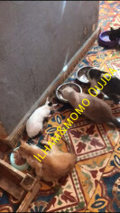 Image justificative de la cagnotte