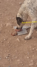 Image justificative de la cagnotte