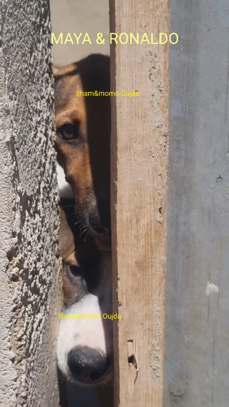 Image justificative de la cagnotte
