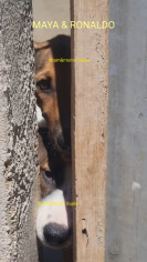 Image justificative de la cagnotte
