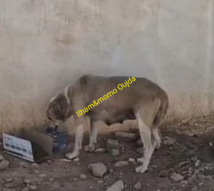 Image justificative de la cagnotte