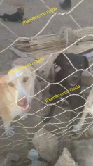 Image justificative de la cagnotte