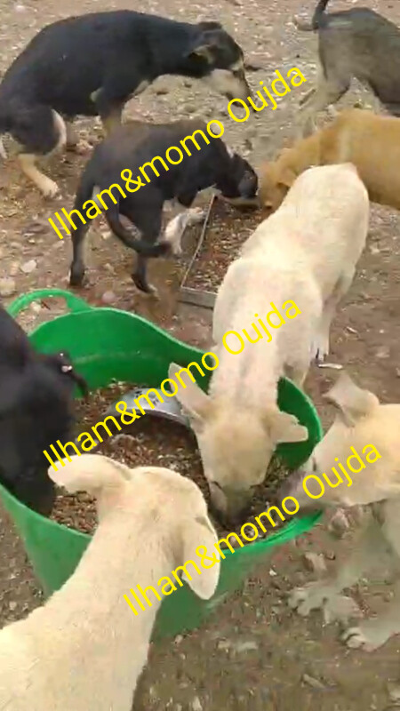 Image justificative de la cagnotte