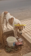 Image justificative de la cagnotte