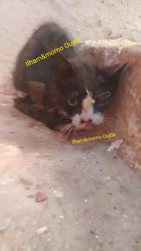 Image justificative de la cagnotte