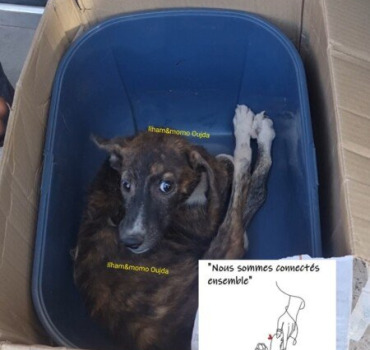SOS POUR NOURRIR,SOIGNER,LOYER,STÉRILISER 🙏🐾🤲