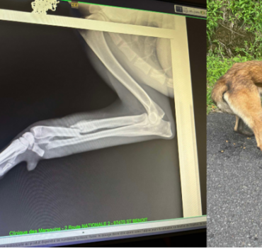 TAKAMAKA LE MALINOIS À  L'ETIQUETTE BLEUE