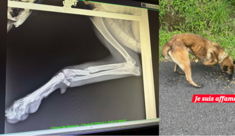 TAKAMAKA LE MALINOIS À  L'ETIQUETTE BLEUE