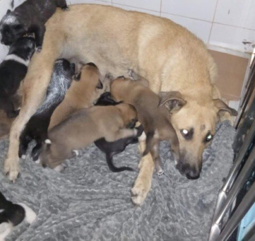 Extrême urgence pour sauver 9 chiots et leur mère