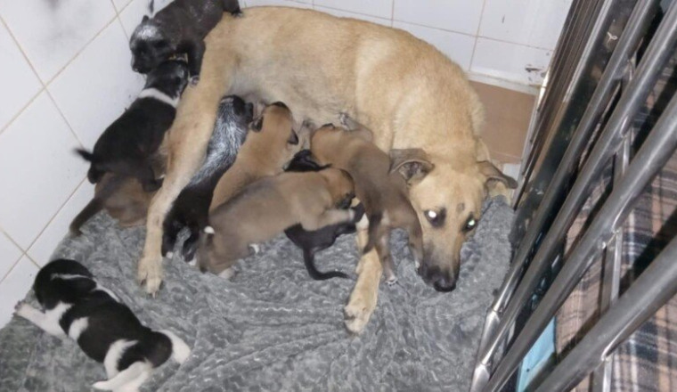 Extrême urgence pour sauver 9 chiots et leur mère