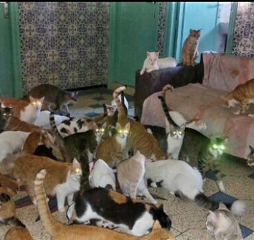 Vite stérilisons les 8 chattes chez Loubna