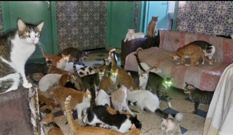 Vite stérilisons les 8 chattes chez Loubna