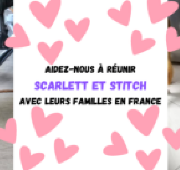 Rapatriement de 2 Mauri'chiens: Stitch et Scarlett