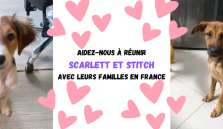 Rapatriement de 2 Mauri'chiens: Stitch et Scarlett