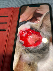 Image justificative de la cagnotte