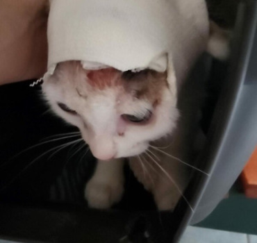 Aby bébé courage