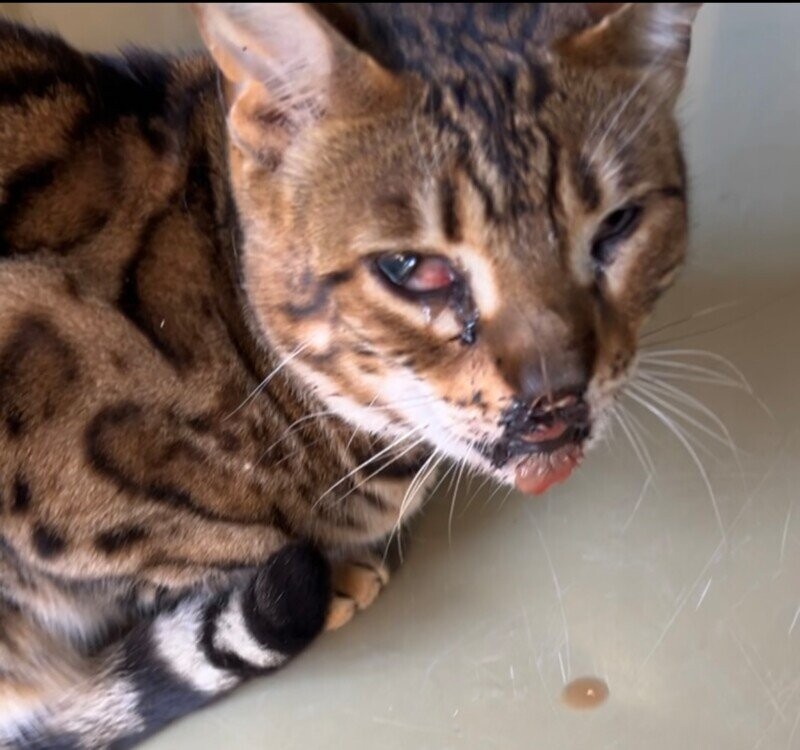 Aidez-moi à sauver mon chat après un accident