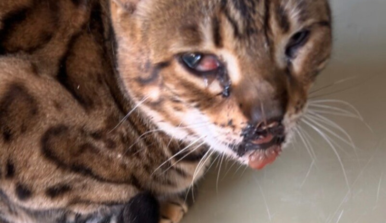 Aidez-moi à sauver mon chat après un accident