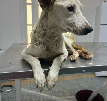 Aidons la chienne Xena