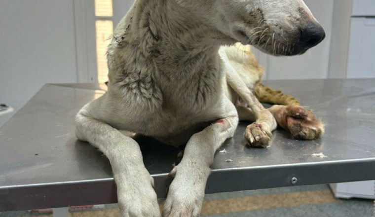 Aidons la chienne Xena