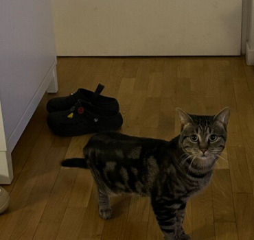 Cagnotte pour sauver Freddy, petit chat dehors !