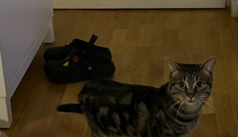 Cagnotte pour sauver Freddy, petit chat dehors !