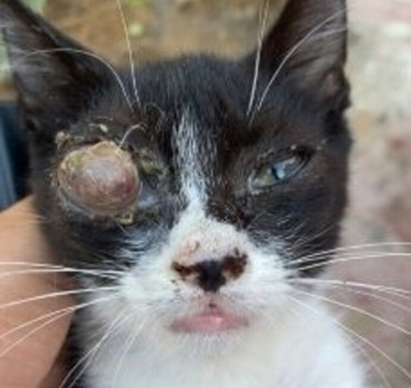 Ce chaton a le droit à une deuxième chance
