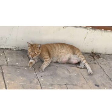 Sauver Tigrette de la rue