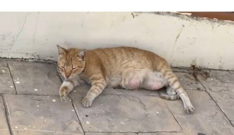 Sauver Tigrette de la rue