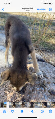Image justificative de la cagnotte