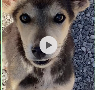 Les chiens de Toumliline