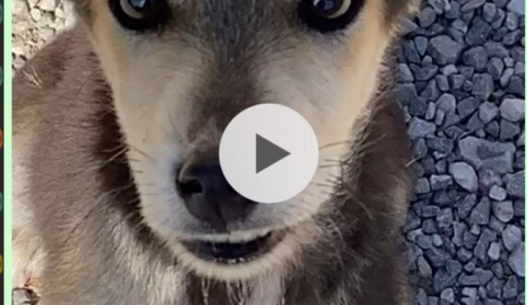Les chiens de Toumliline