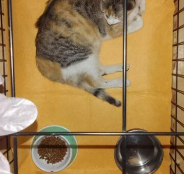 Une opération pour Roqa chatte de rue sur Berkane