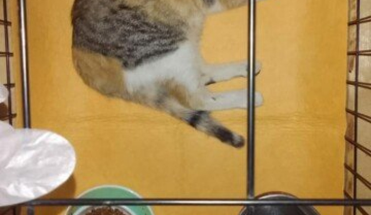 Une opération pour Roqa chatte de rue sur Berkane
