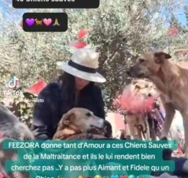 COLLECTE pour les Animaux du Maroc