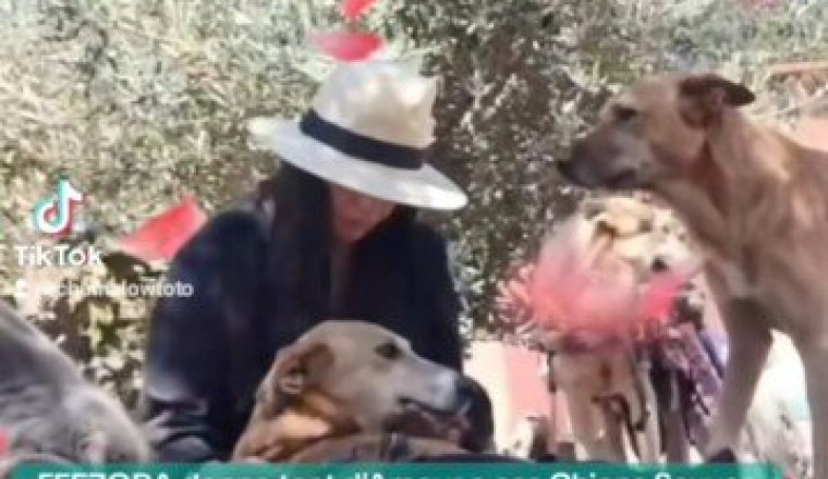 COLLECTE pour les Animaux du Maroc