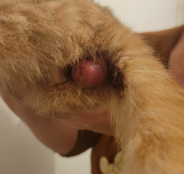 Chaton avec un prolapsus rectal