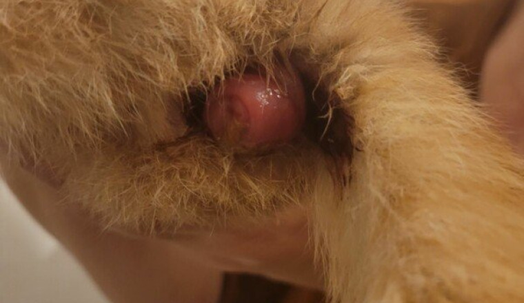 Chaton avec un prolapsus rectal