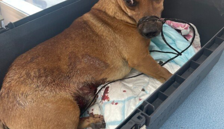 Pinsher gravement blessé urgence