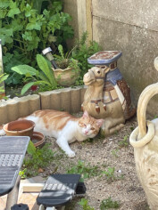 Image justificative de la cagnotte